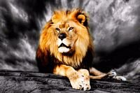 pic for Powerful Lion 